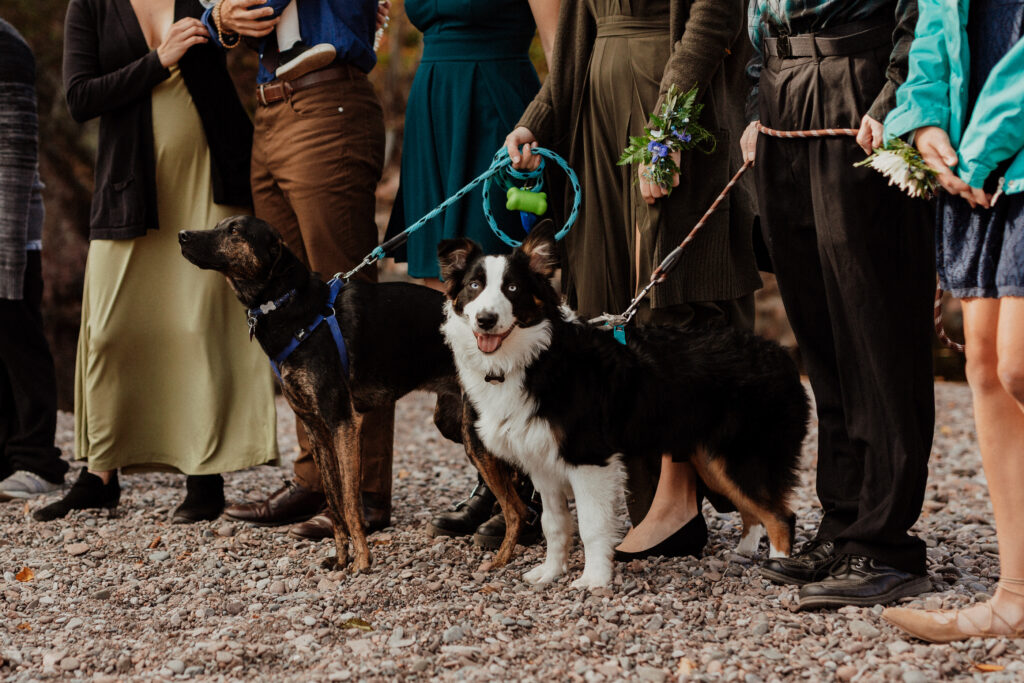 beach elopement with a closeup on their dogs at the ceremony 